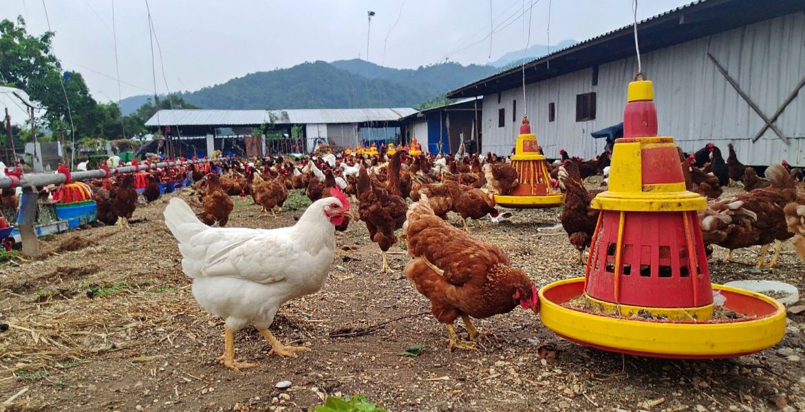 Environmental Impact Study for Poultry Farming at Northwest