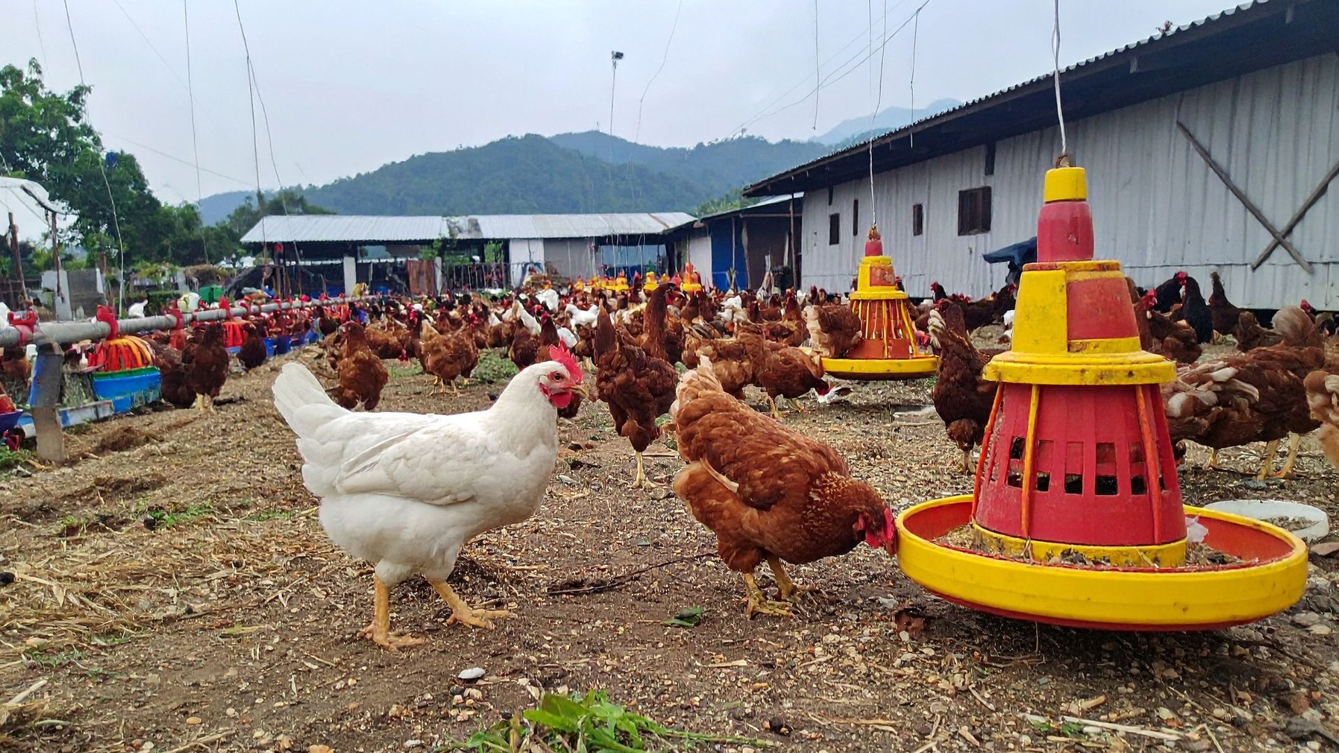 Environmental Impact Study for Poultry Farming at Northwest
